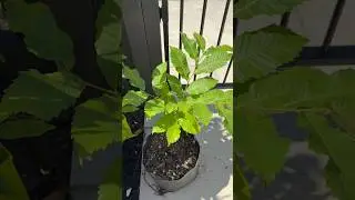 How to grow chestnuts from seed#viralvideo #garden #fruit #chestnut