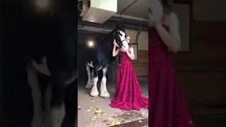 Horses Pet Amazing Funny Moments With Lovely Horses & Horse Care Pony Farm 230