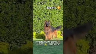 Gsd kci Male stud service 🐕&zwj;🦺 available💫📞7976610026 #germanshepherd #available #pets #youtube #viral