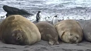 Subantarktische Tierwelt: Seel&ouml;wen, Z&uuml;gel- und Eselspinguin