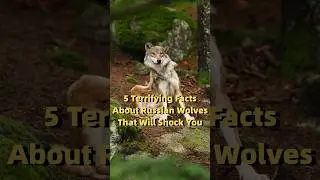 Unbelievable: 5 Scary Facts About Russian Wolves! #Wolves #Wildlife #Nature #Facts #shorts