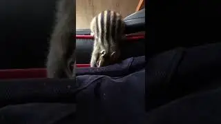 Funny cute video animal nuts short #shorts