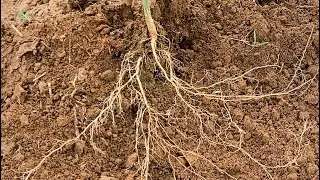 Como plantar maracujá em solos que tem fusarium
