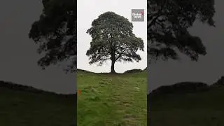 2 men found guilty of felling much-loved British 'Sycamore Gap' tree