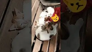 Why Cats are Angry on You? A message from creators explains the reason.