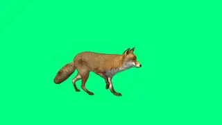 Fox green screen video editing kinemaster || cromakey| || #chromakey #greenscreen #animals