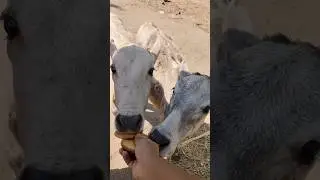 Cow feeding in Street| #shorts #shortsfeed #piyascreativeworld #cow #viral #feeding
