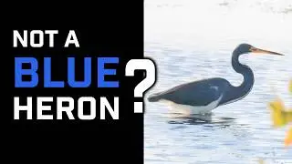 Cool Facts about Louisiana Herons with Human and AI Jane Narration.
