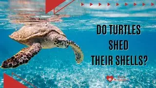 Do Turtles Shed Their Shells?