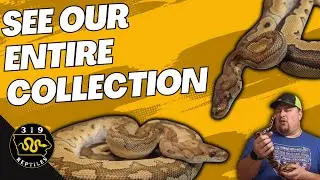 2024 Ball Python Collection Tour: Unveiling the Hidden Gems