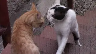 Chats en colere
