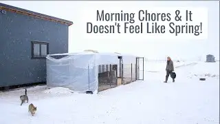 Morning Chores, It Doesn't Feel Like Spring Here in Wyoming! Tiny House Homestead in Spring Blizzard