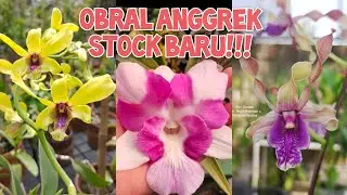 OBRAL ANGGREK MURAH MERIAH❤❤ ADMIN 0856556968484