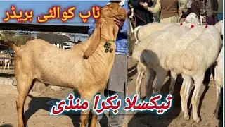 Taxila Mandi Latest Update 26 December 2025