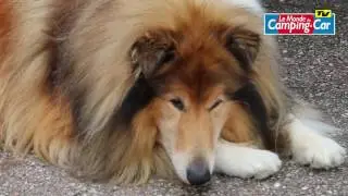Josiane voyage en camping-car avec deux chiens de race