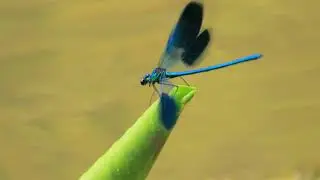 DRAGONFLY JIG (guitar tune) &copy; Liam Merriman IMRO MCPSI    #rotorvideos