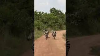 Zebra Running at Akagera National Park #wildlife