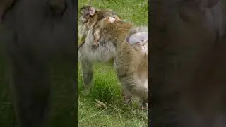 Wow sweet family monkey are live on the tree with a little cute baby, so beautiful! #165