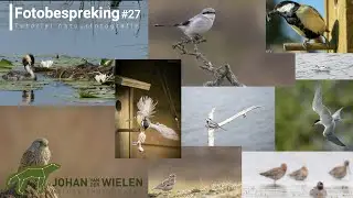 Fotobespreking #27 - vogels