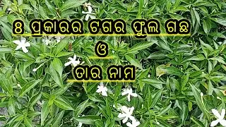 different types of tagar flower plant and names
