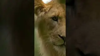 parallax shot of a young lion in dense jungle 2023 05 31 18 05 49 utc