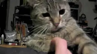 kitty fun