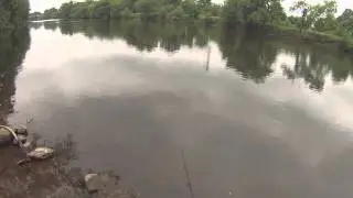 Fishing the Raritan River, Catching White Perch