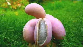 Akebia Exote aus eigenen Garten einzigartig. Japan  Maulbeere, Kakis, in Planung.