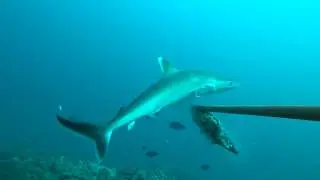 Baited remote underwater video highlights - Madagascar