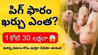 పిగ్ ఫారం ఖర్చు ఎంత? 🐖💰మొత్తం పెట్టుబడి – కోటి 30 లక్షలుమరిన్ని వివరాల కోసం ఈ వీడియో చూడండి ▶️