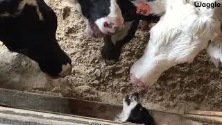 The funniest cow bloopers