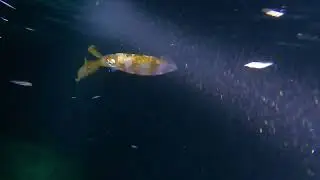 Sepioteuthis sepioidea - Carabbean reef squid