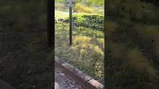 Nature and Ducks