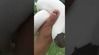 Female Cinnamon Pied Breeder .