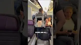 Воспитанные кошки летают