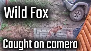 Wild fox running around our house in RUSSIA / Дикая лиса бегает вокруг дома