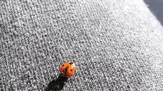 Ladybug taking off in slow motion HD
