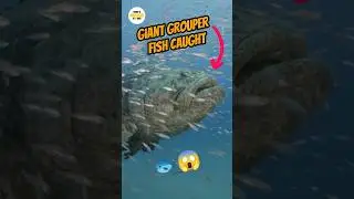 Giant Grouper Fish Caught &ndash; You Won&rsquo;t Believe What&rsquo;s Inside!