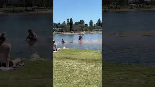 Sydney Narrabeen Lagoon in a summer day #shorts #sydney #narrabeen