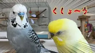 【ひなご立腹】怒ってる理由がかわいすぎる（笑）