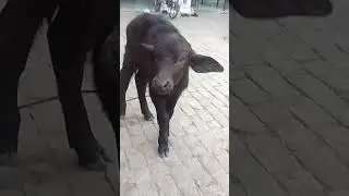 20 days buffalo calf #bada. calf tonic#murrah# yt shorts #subscribe