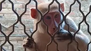 Chunni kushwaha #funny video #comedyvideo #entertainment video