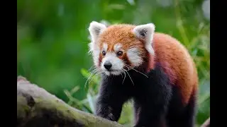 RED PANDA