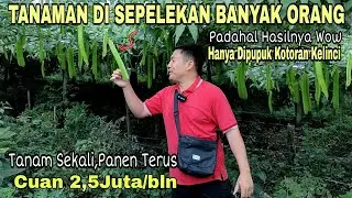 Punya Tanaman ini Angsuran Aman,Tanam Sekali Panen Terus