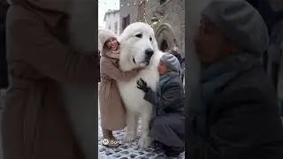 Big Dog, Bigger Love ❤️ | AI Animal Story #PetsAI #shorts
