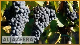 What climate change means for the British wine industry