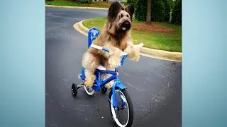 World Record-Breaking Dogs Unleashed | Localish