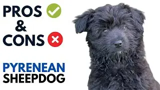 Pyrenean Sheepdog Pros and Cons | Chien de Berger des Pyr&eacute;n&eacute;es Dog Advantages and Disadvantages