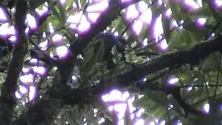 Tui 2 or not Tui