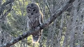 Spring's Renewal: Awakening Nature and Inspiring New Beginnings for All of Us